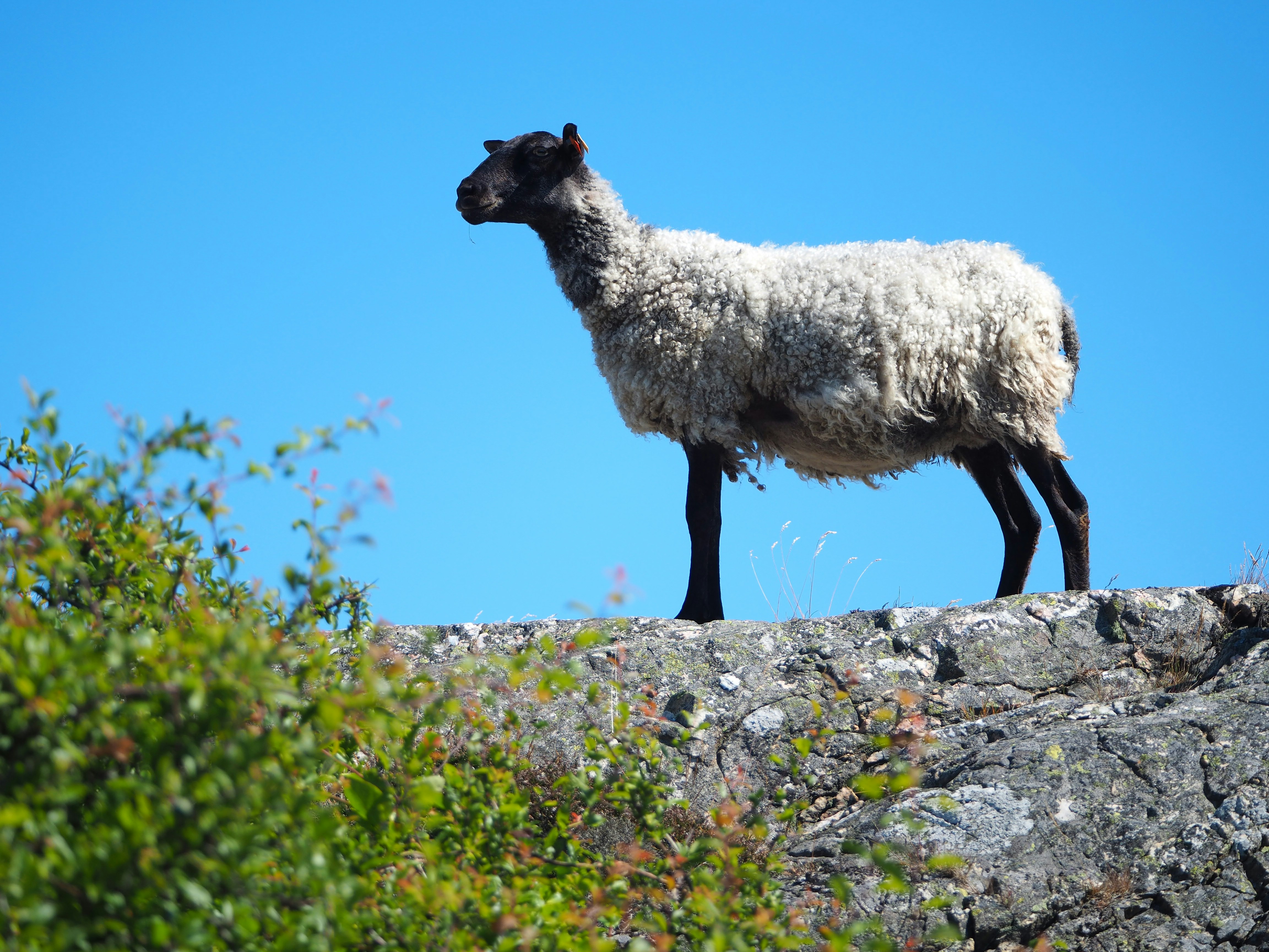 a sheep standing on top of a large rock