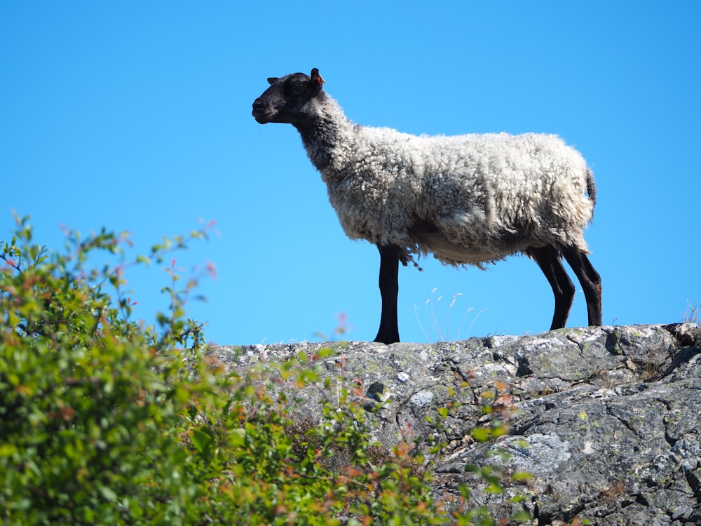 a sheep standing on top of a large rock