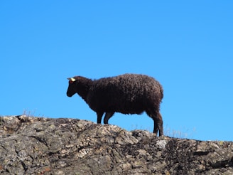 A black sheep stands on a rocky ledge with a bright blue sky in the background. The sheep's wool appears thick and textured, and it has a yellow tag on its ear. The rocky surface beneath it is rugged and covered in patches of lichen.