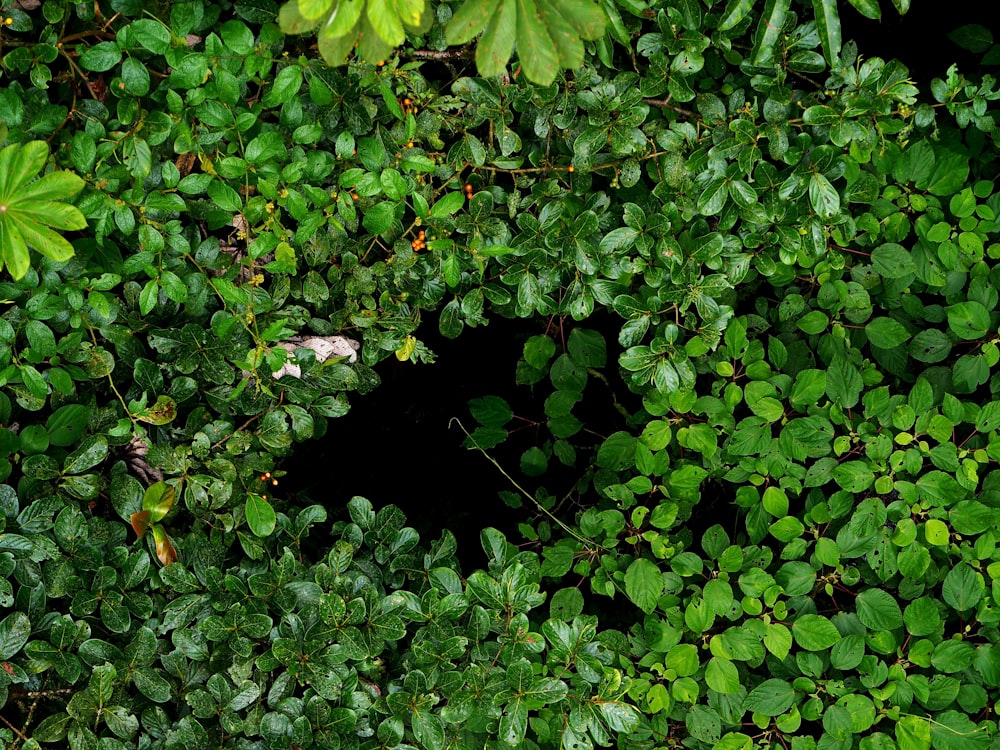 a group of green plants that are next to each other