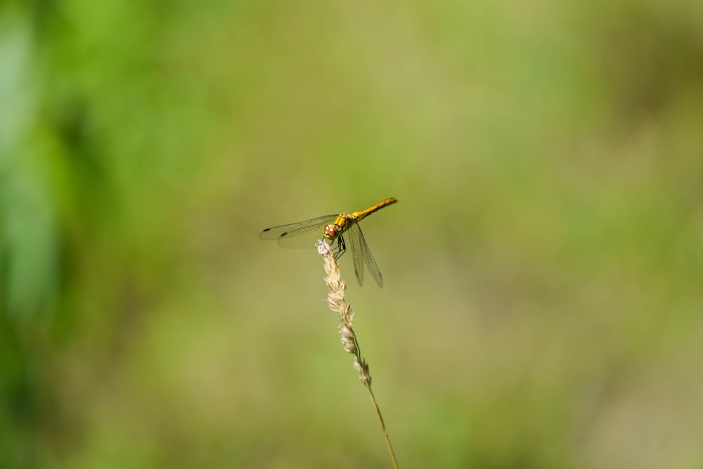 a dragonfly sitting on top of a plant in a field