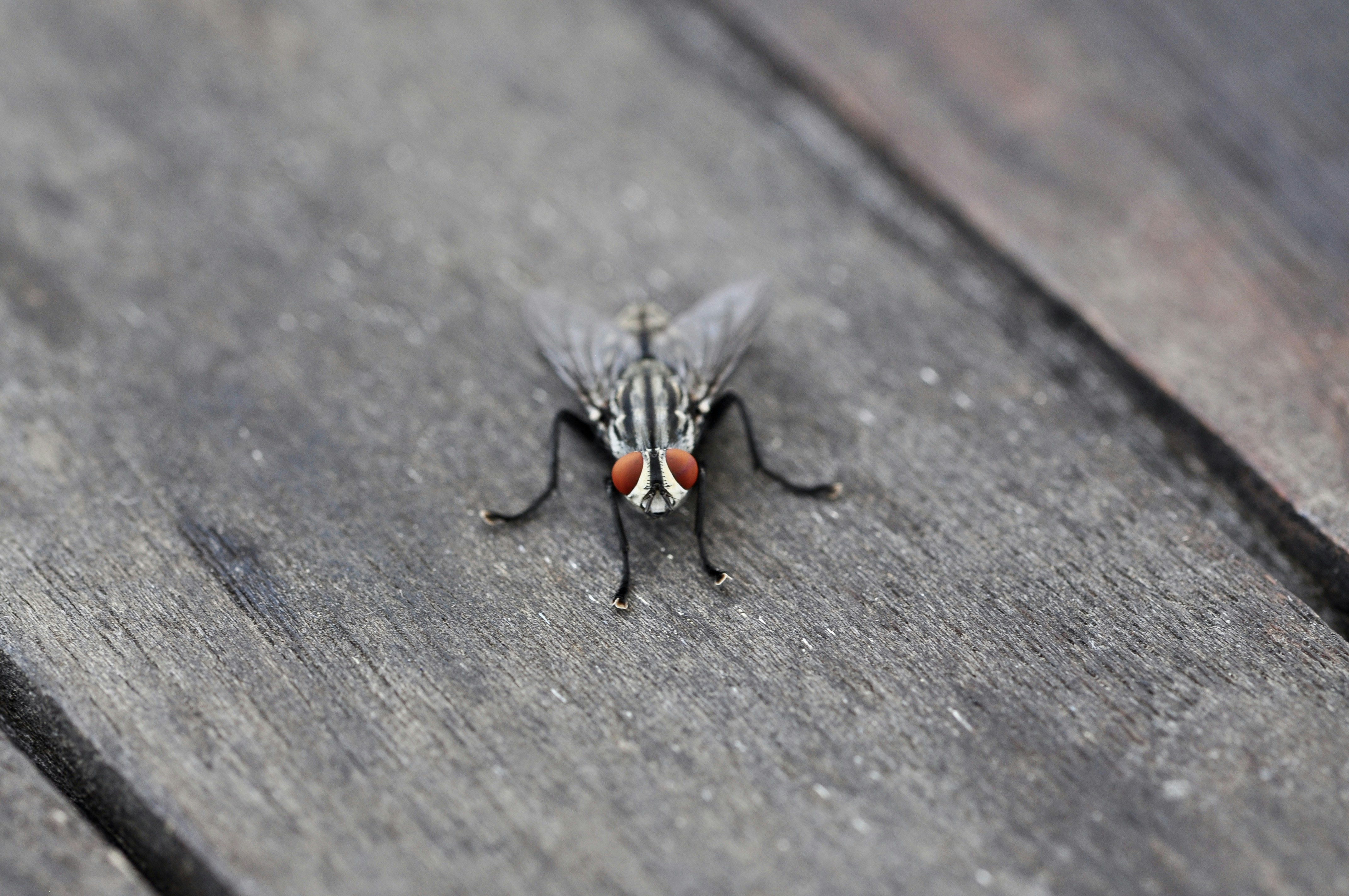 a close up of a fly on a wooden surface
