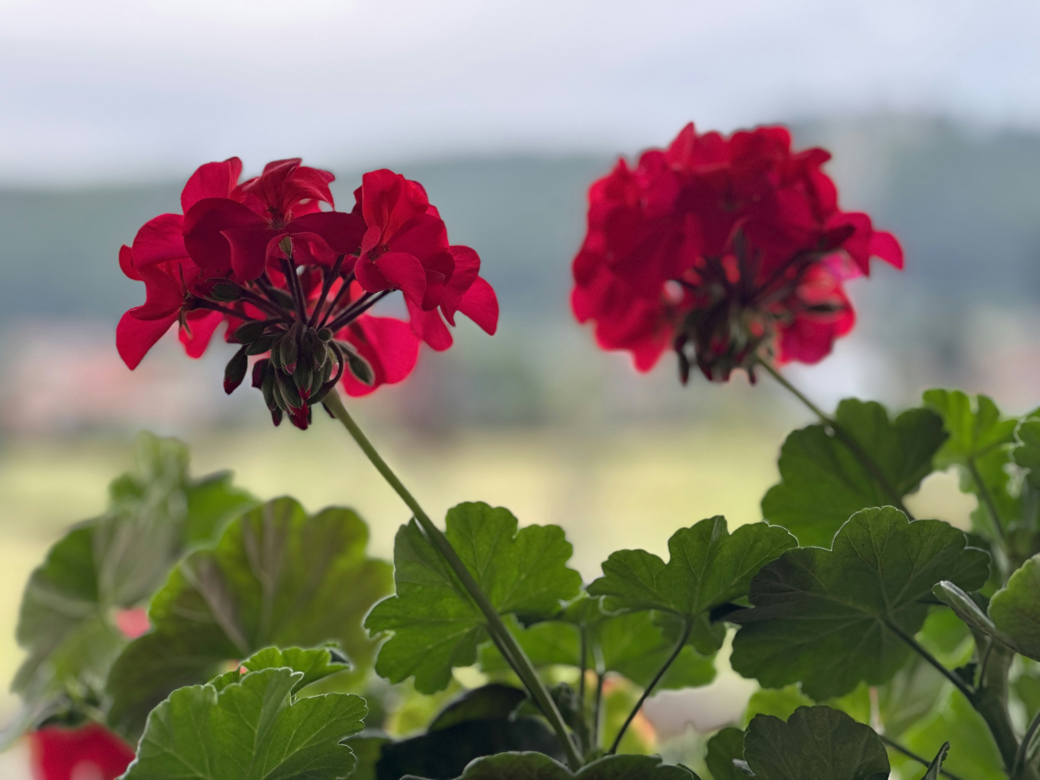 Jardinería Y Flora Asturiana