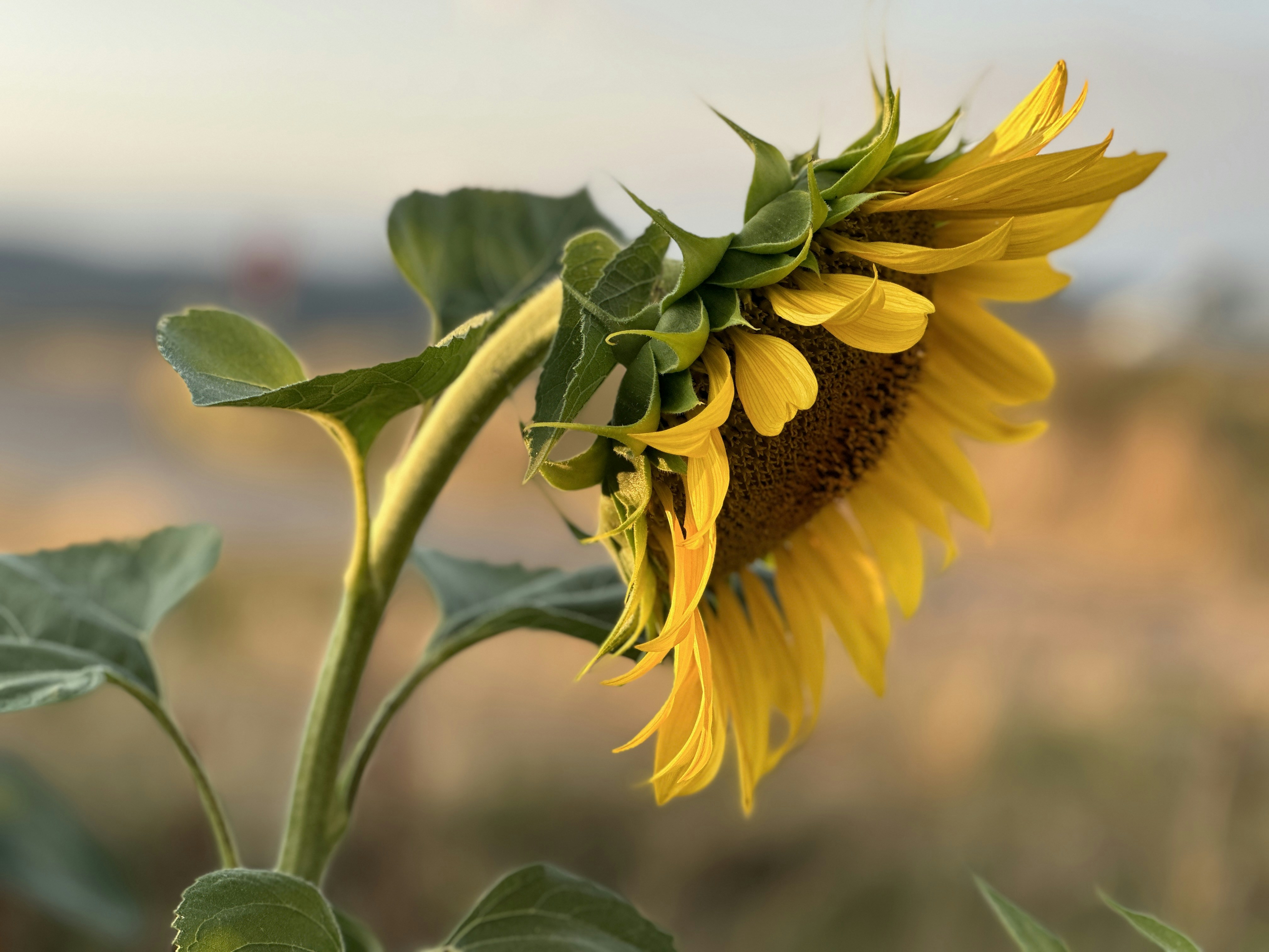 Photo by archange1michael