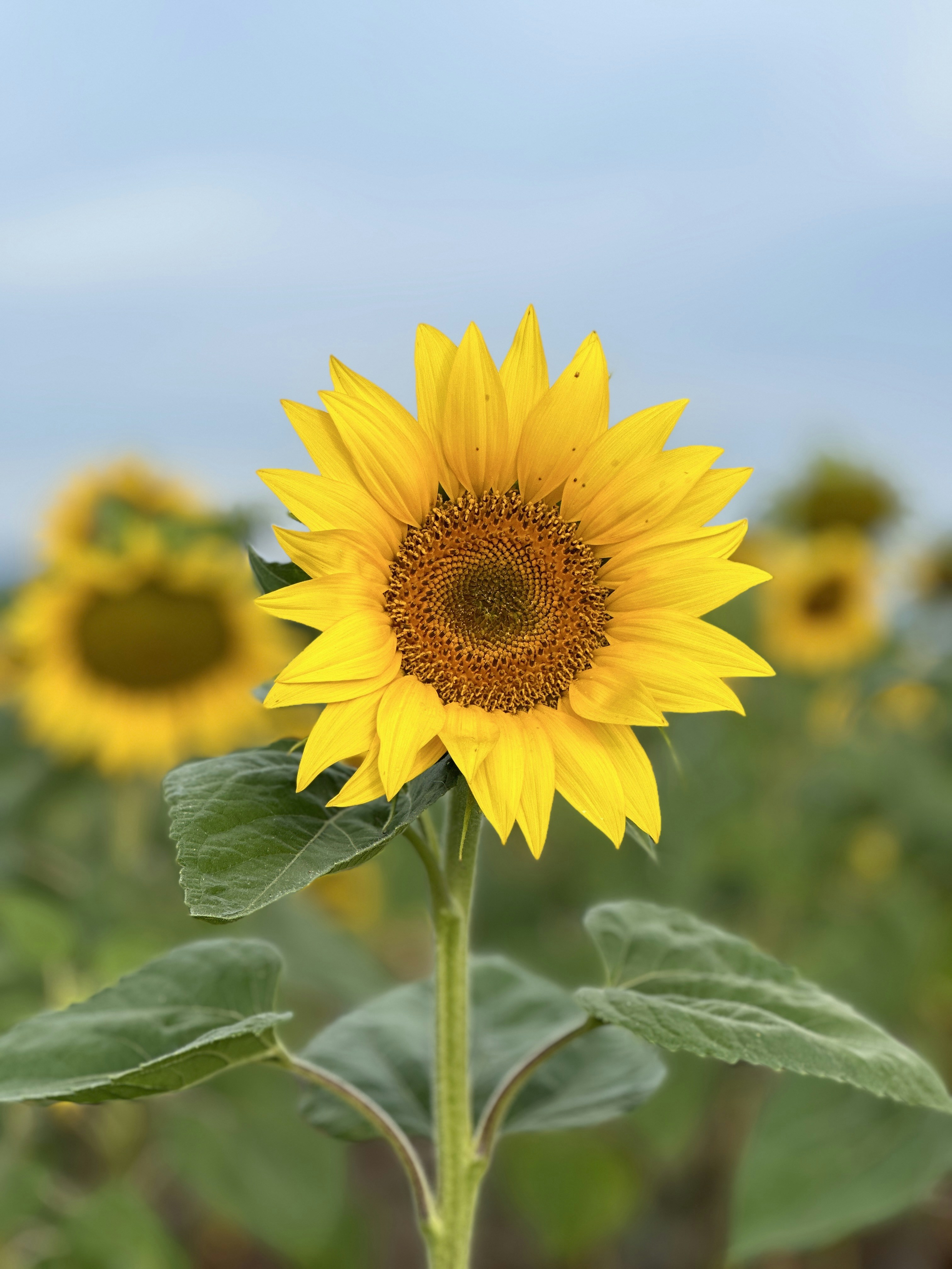 Photo by archange1michael