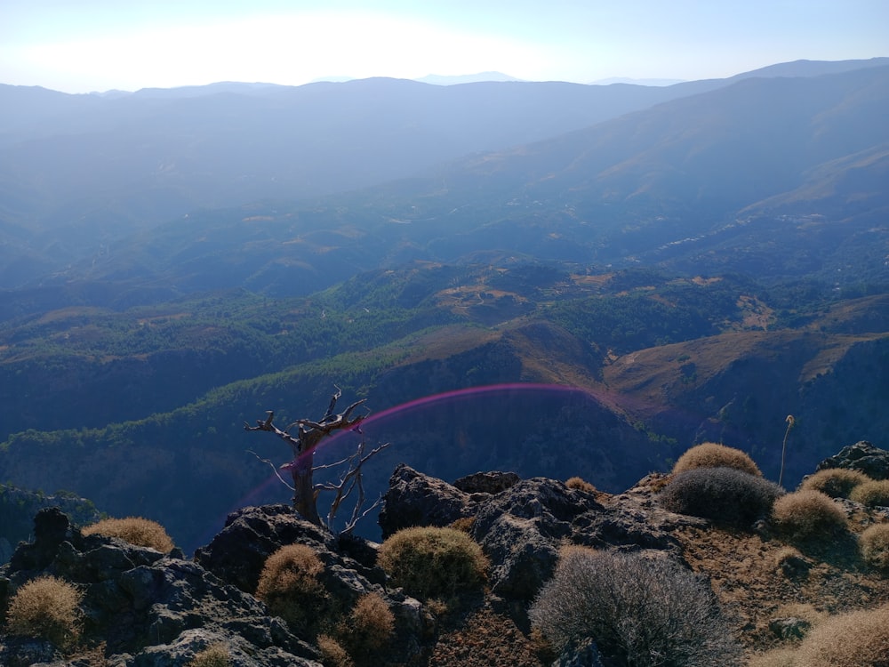 a tree that is on top of a hill