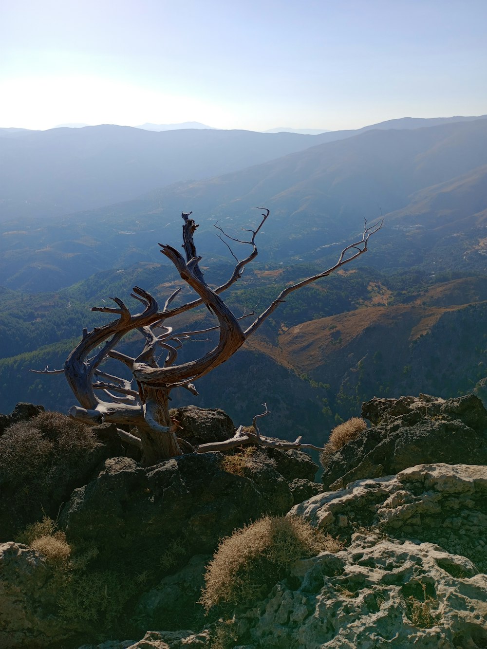 a dead tree sitting on top of a mountain