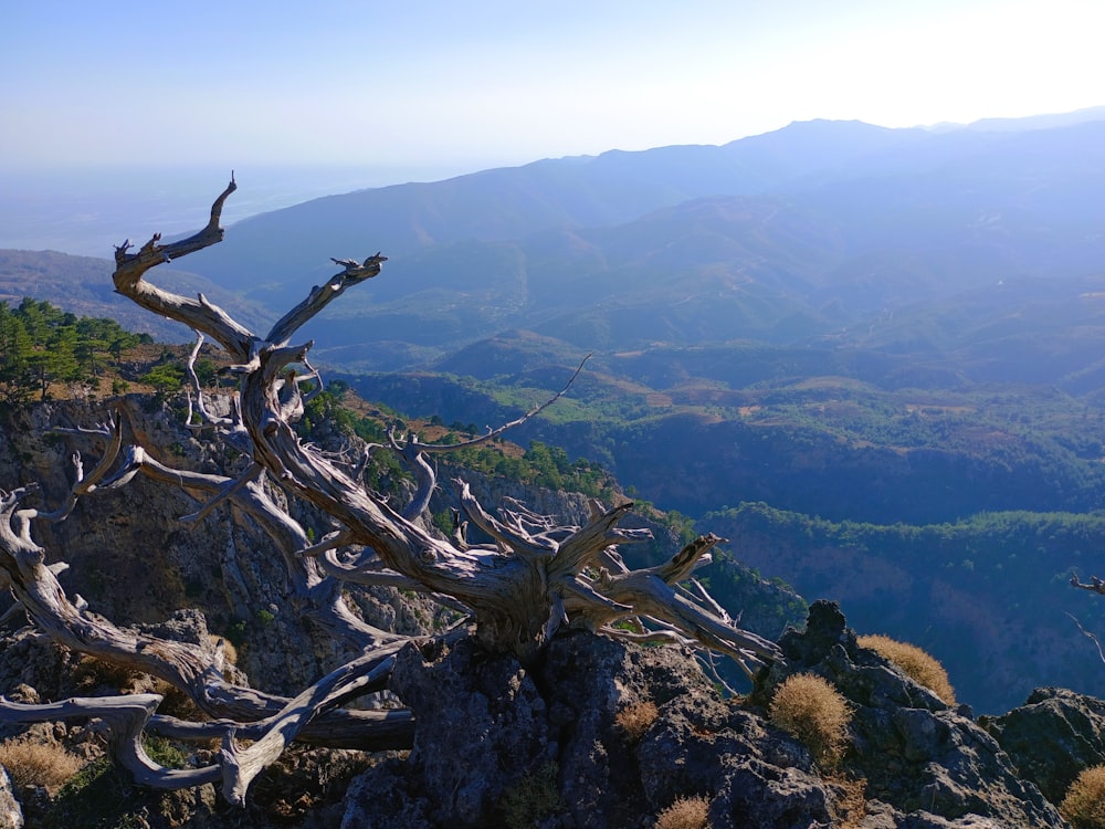 a dead tree on the top of a mountain