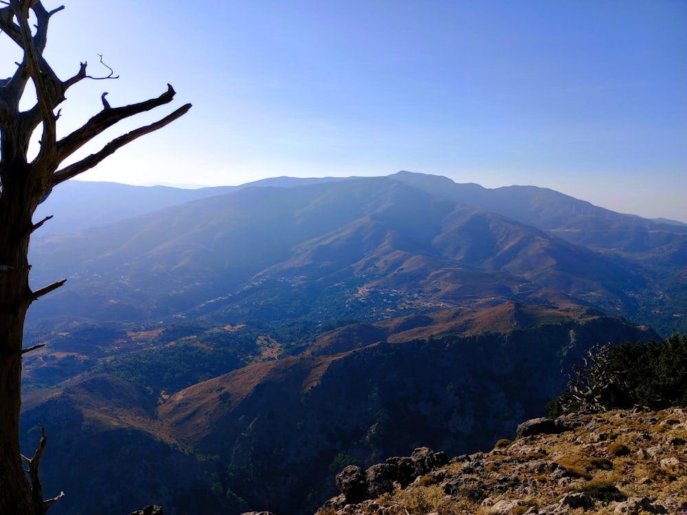 a view of a mountain range with a tree in the foreground