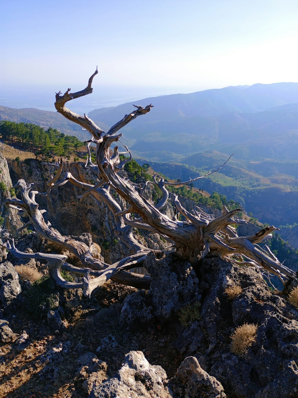 a dead tree on top of a mountain