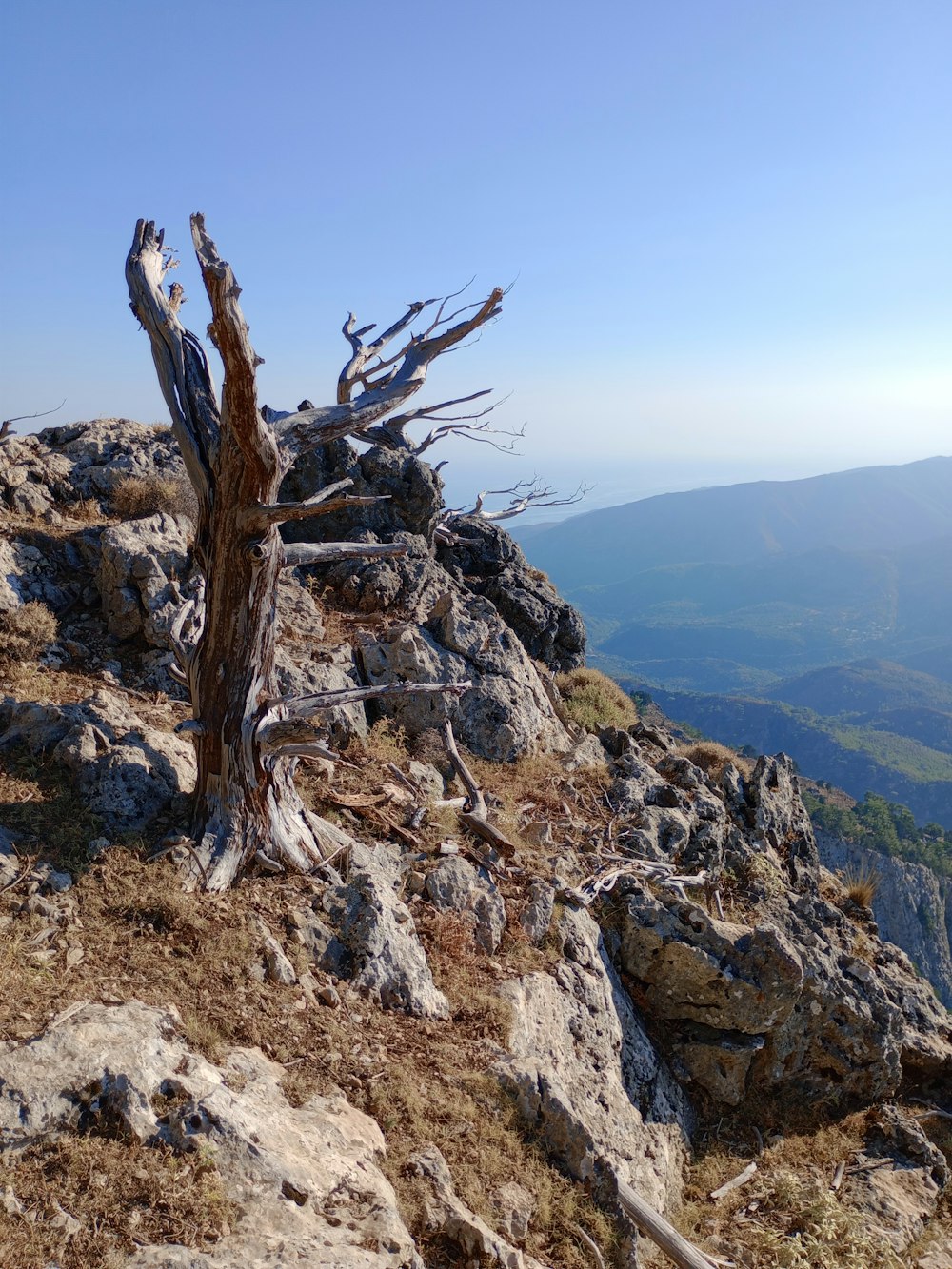 a tree that is on the side of a mountain