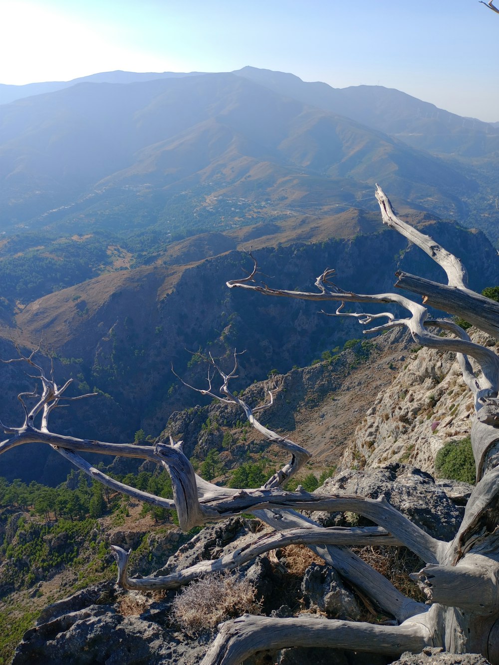 a dead tree on the side of a mountain