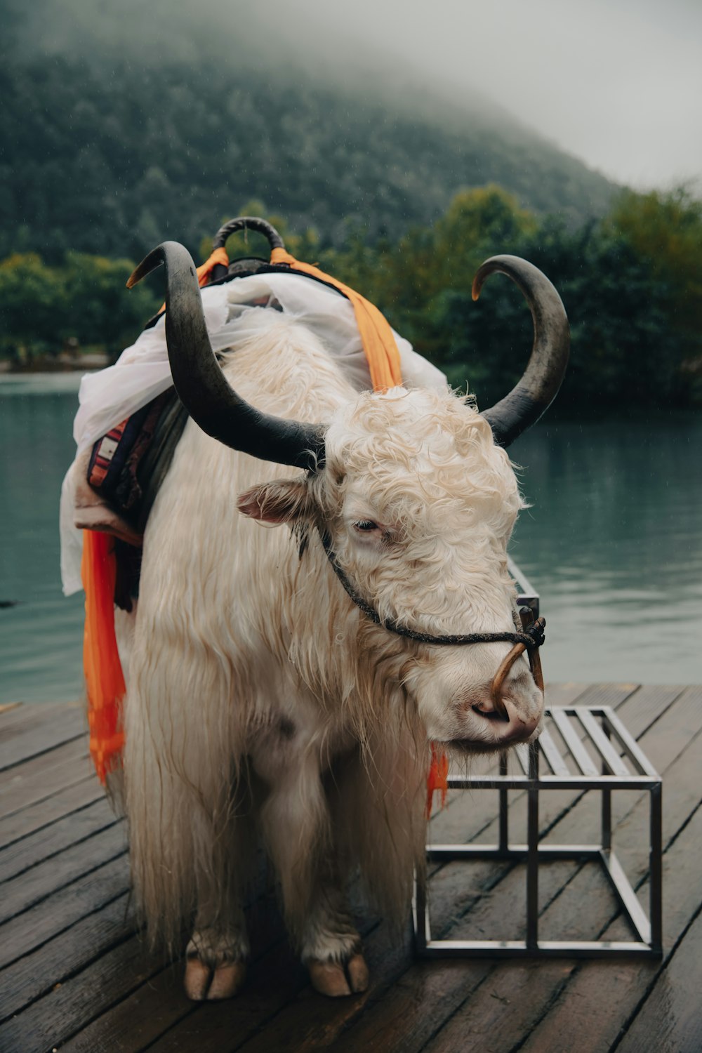 a yak with long horns standing on a dock