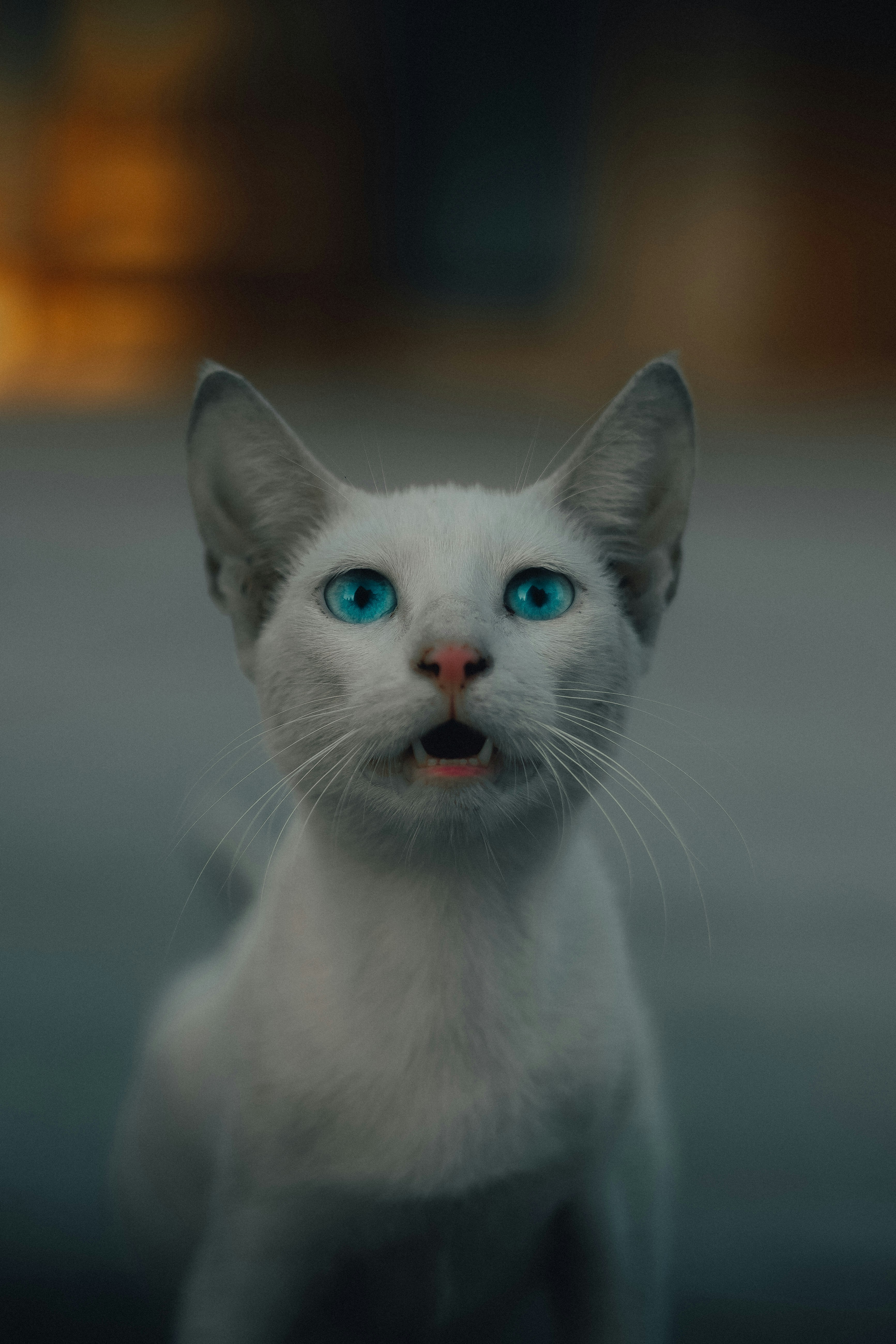 a white cat with blue eyes looking at the camera