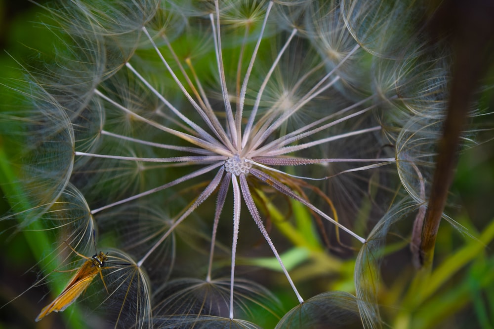 a close up of a dandelion with a blurry background