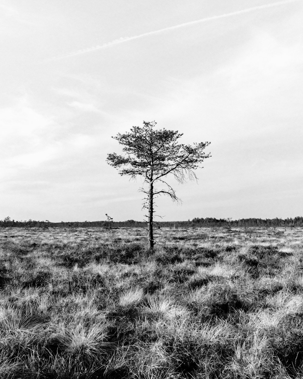 a lone tree stands alone in a field