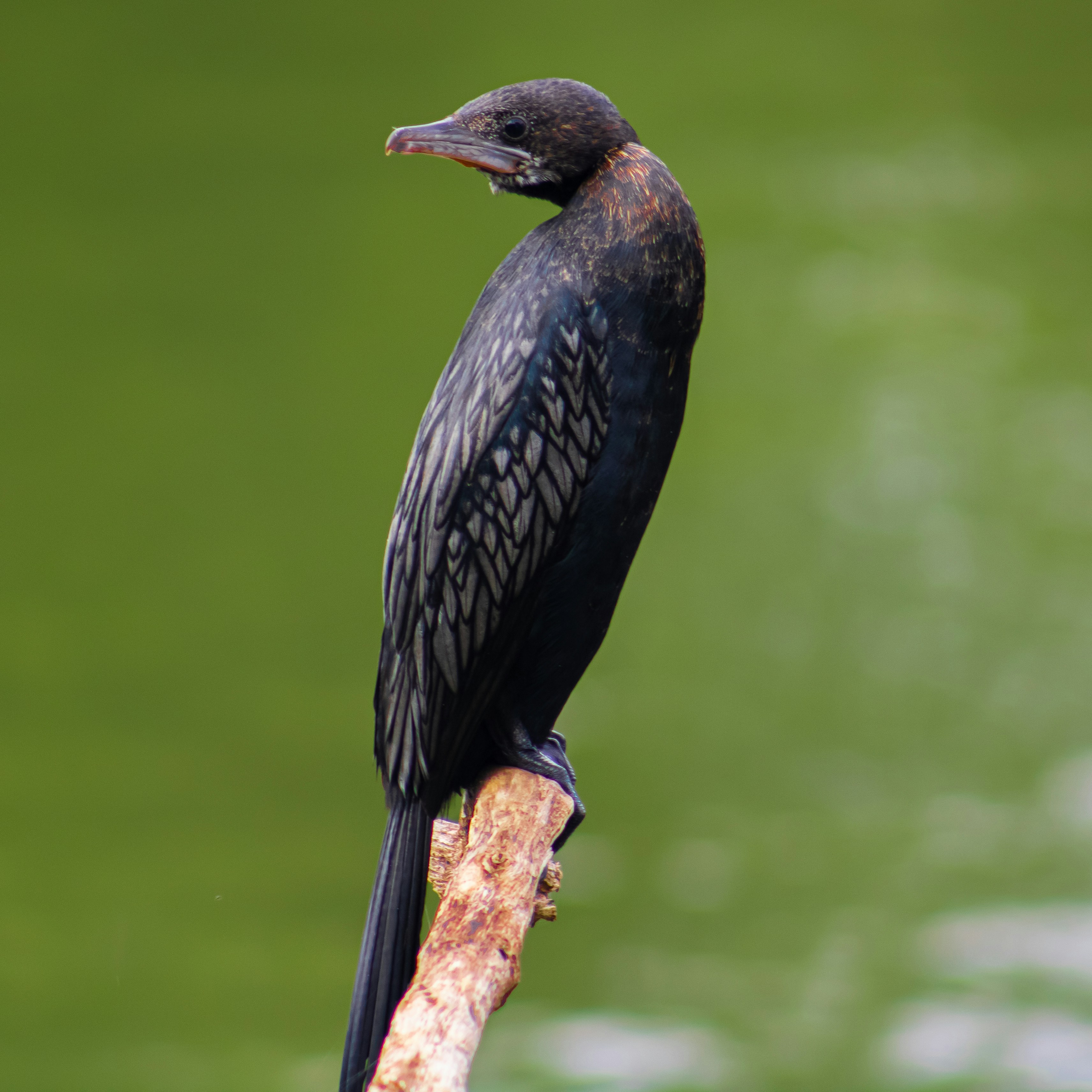 Photo by chaitanyasai2276