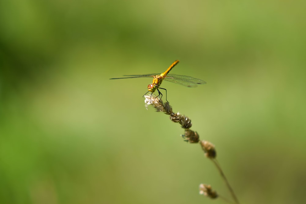 a dragon flys over a flower in a field