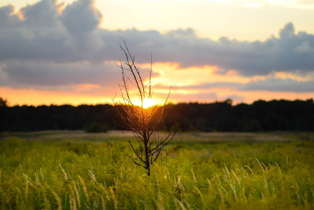 Die Sonne geht über einem hohen Grasfeld unter