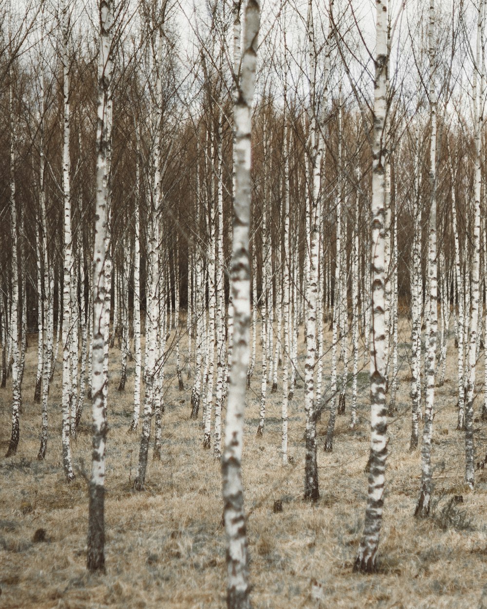 a group of trees that are standing in the grass