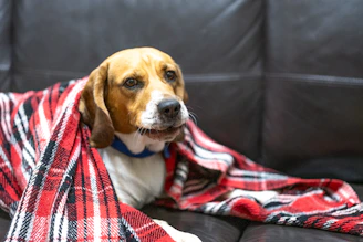 A caring moment as Neha pets a relaxed beagle on a soft couch.