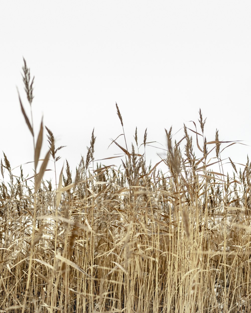 a field of tall dry grass under a cloudy sky