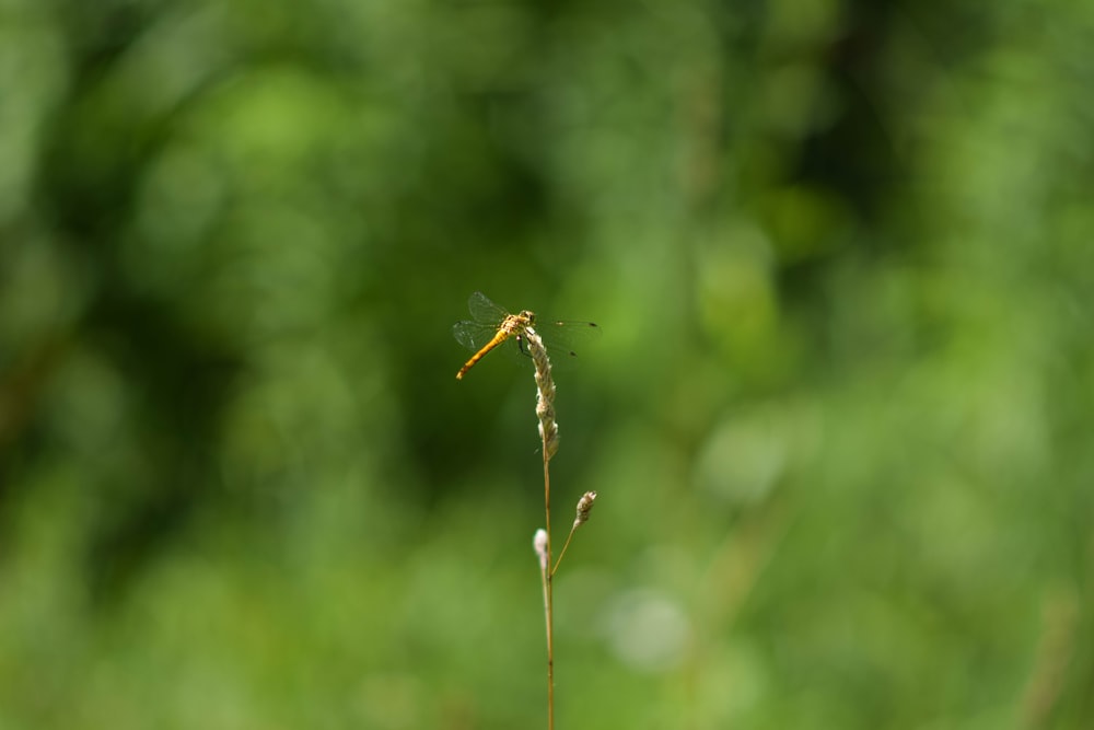 a dragonfly sitting on top of a plant in a field