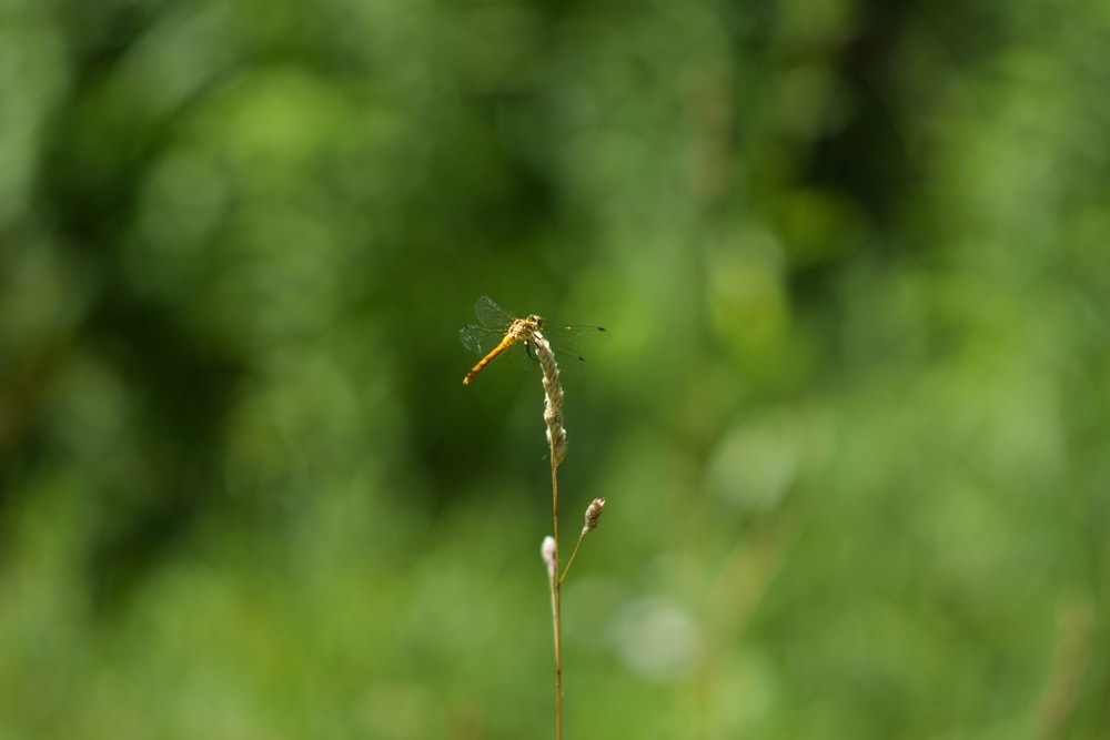 une libellule assise au sommet d’une plante dans un champ