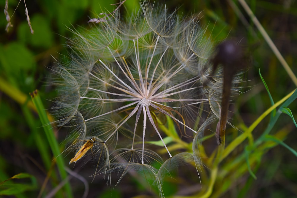 a close up of a dandelion in the grass