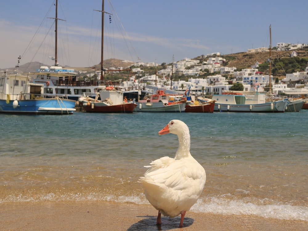 a white duck standing on top of a sandy beach