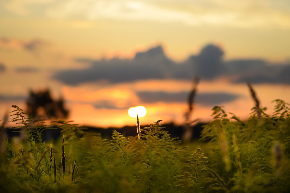 the sun is setting over a field of tall grass