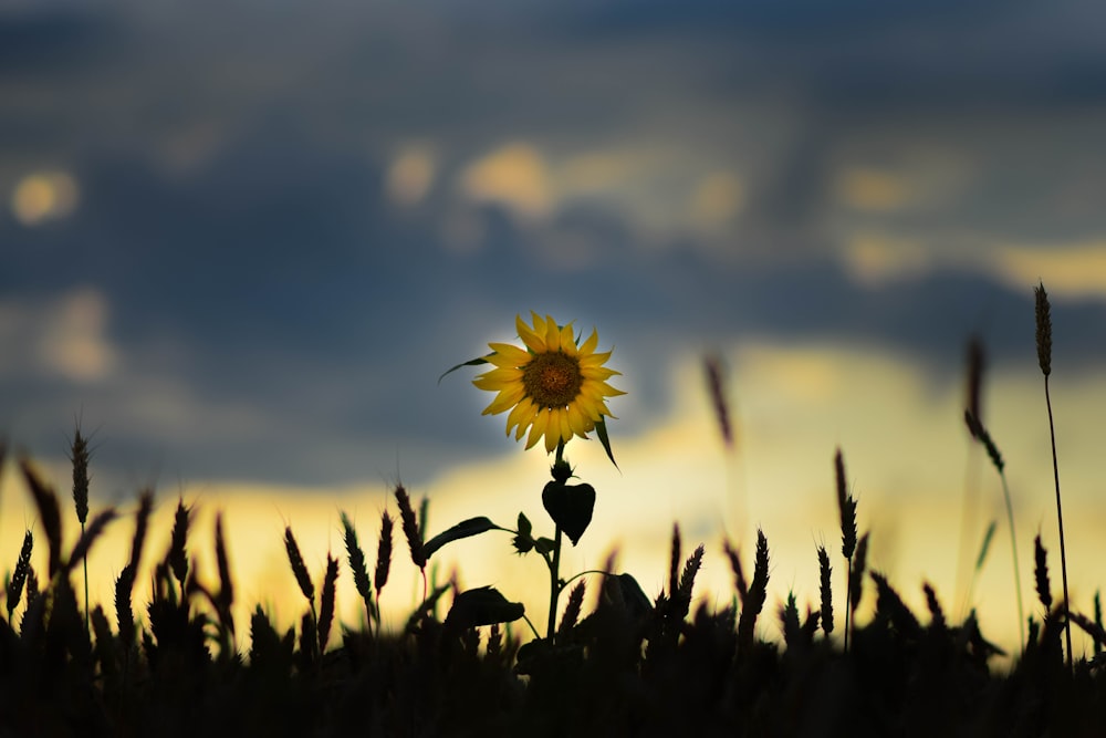 a sunflower in the middle of a field of tall grass