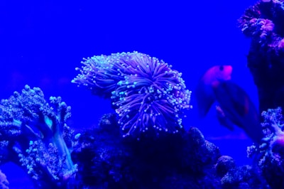 A vibrant underwater scene featuring bright coral formations illuminated with blue lighting. A small fish, possibly a type of anthias, swims near the corals which display intricate textures and colors.