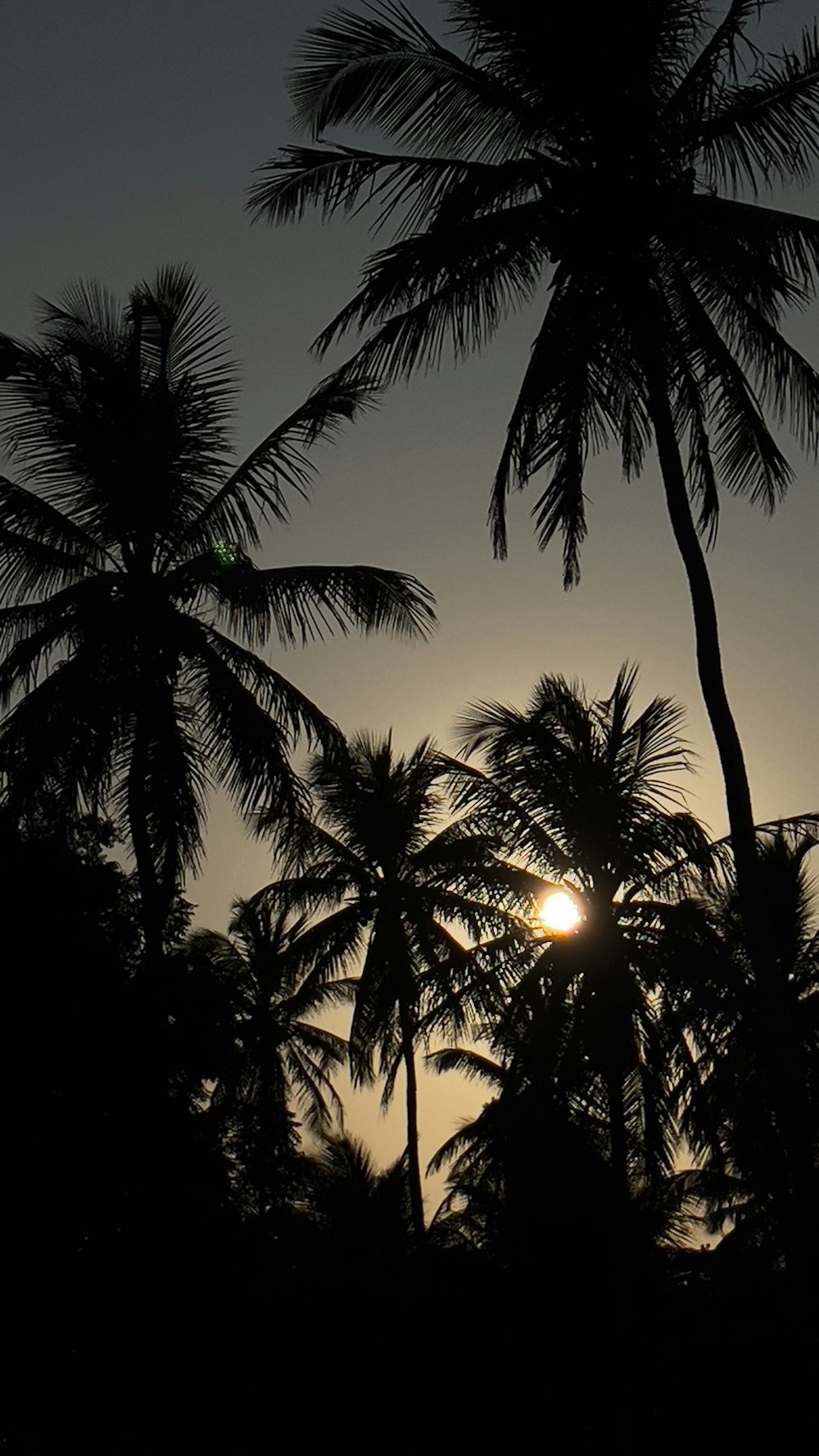 the sun is setting behind the silhouette of palm trees