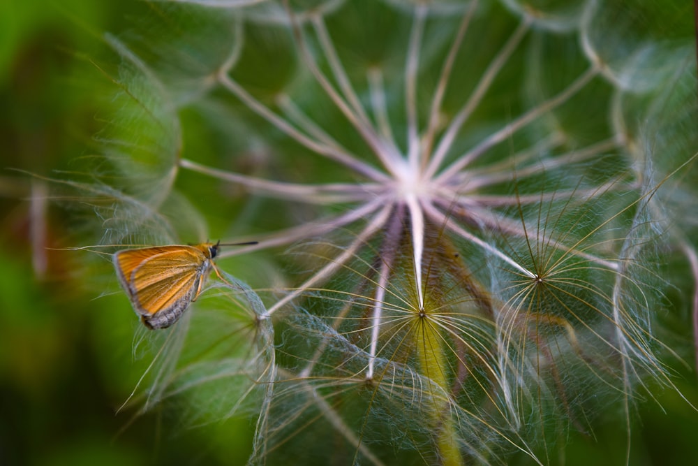 a close up of a dandelion with a butterfly on it