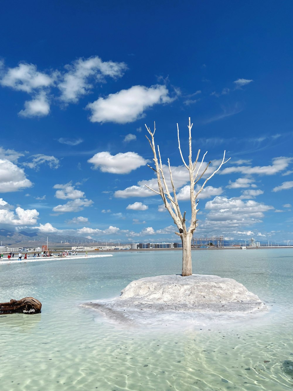 a lone tree in the middle of the water