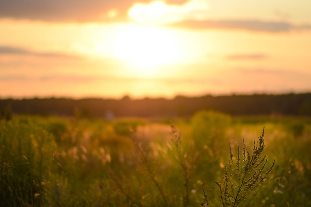 Die Sonne geht über einer Wiese unter