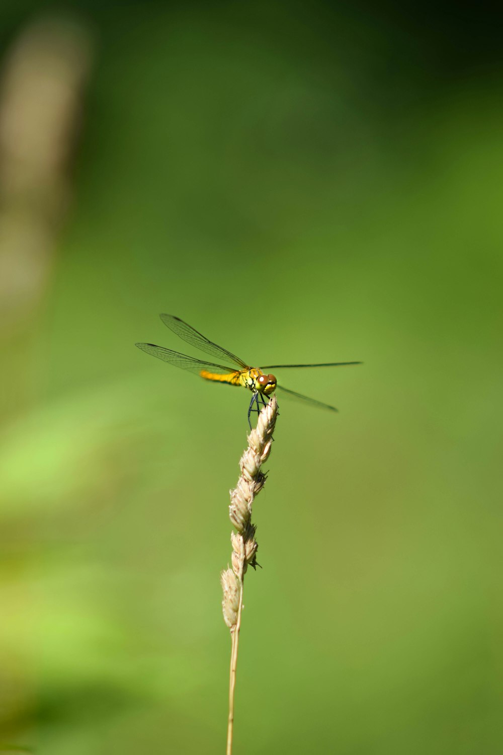 a yellow dragonfly sitting on top of a plant