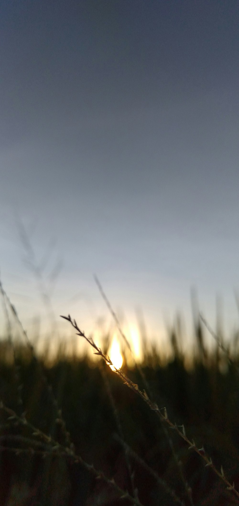 the sun is setting over a field of grass