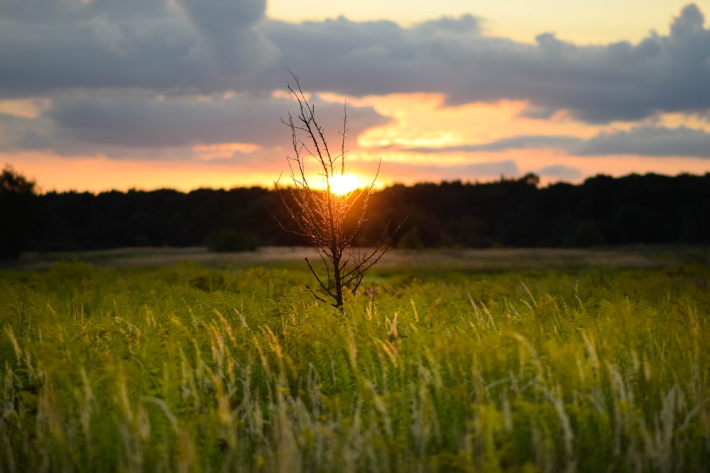 the sun is setting over a field of tall grass