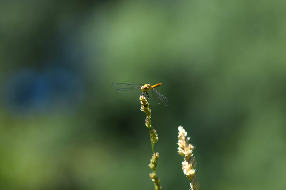 a small insect sitting on top of a plant