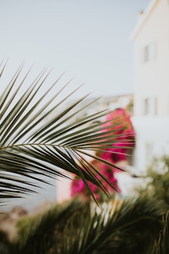 Close-up of tropical decorations with palm leaves and bright flowers.