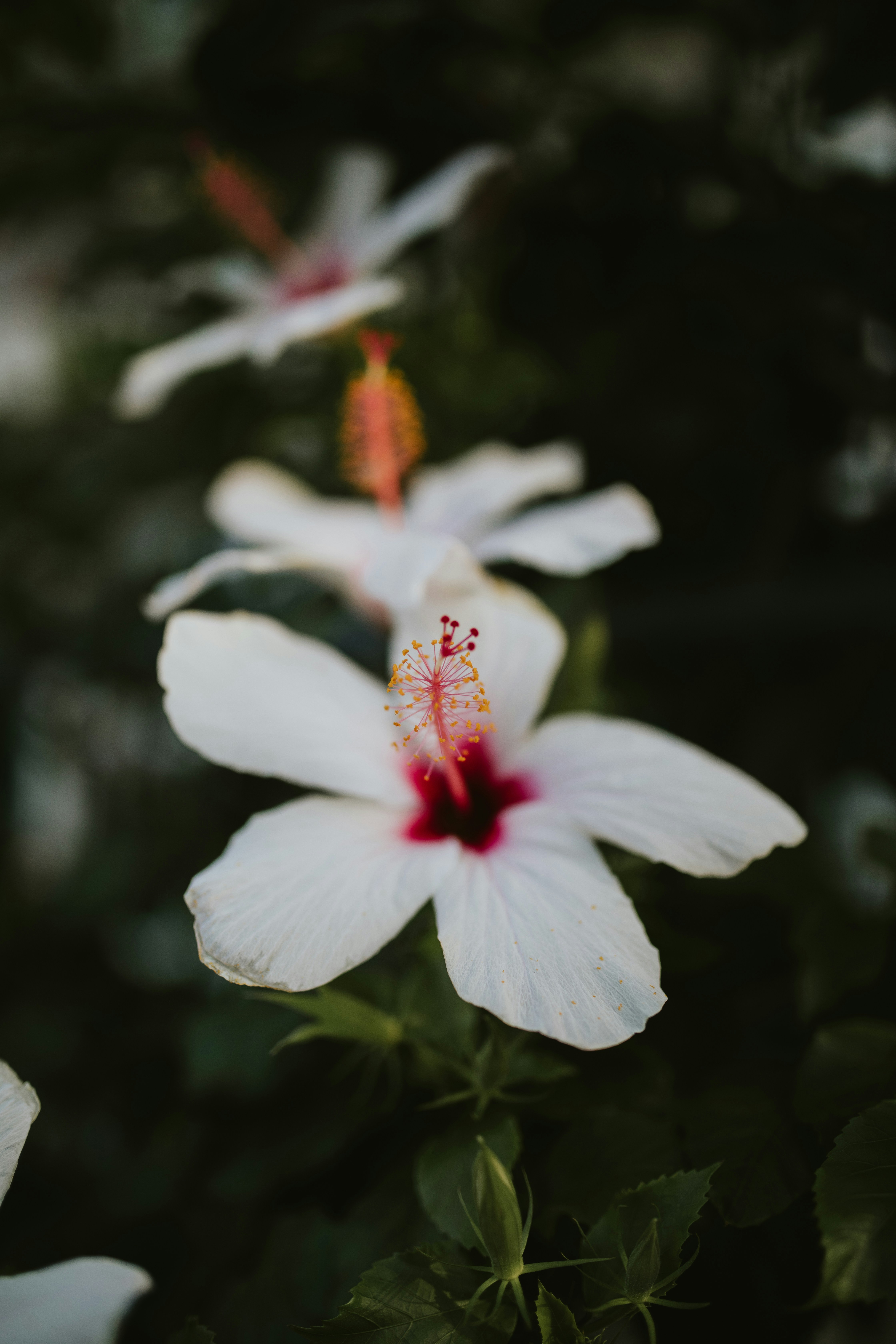 Photo by adinapatrana