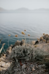 A serene landscape with a focus on nature's patterns.
