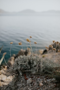 A serene landscape with a focus on nature's patterns.
