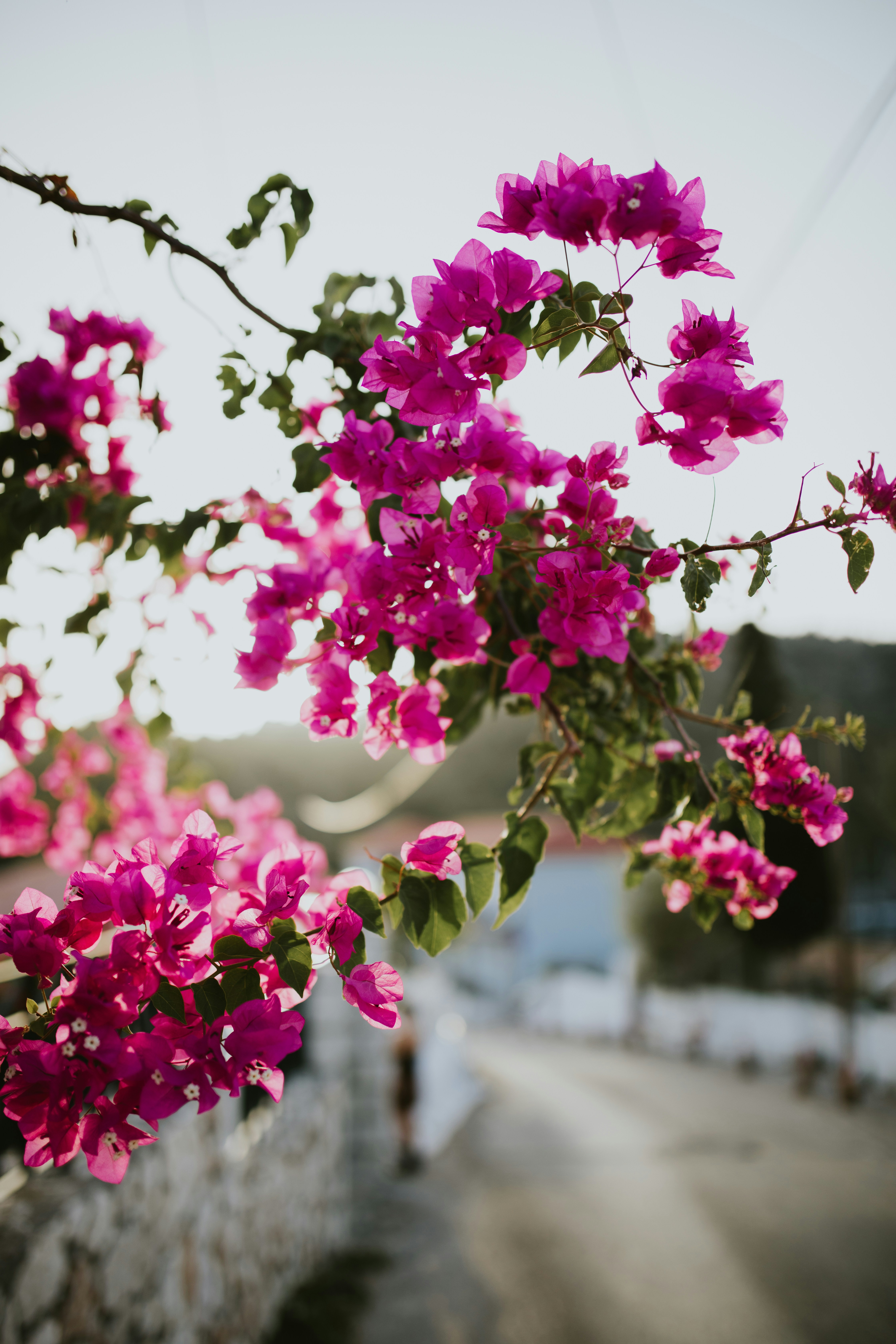 ein Strauß rosa Blumen, der an einem Baum hängt