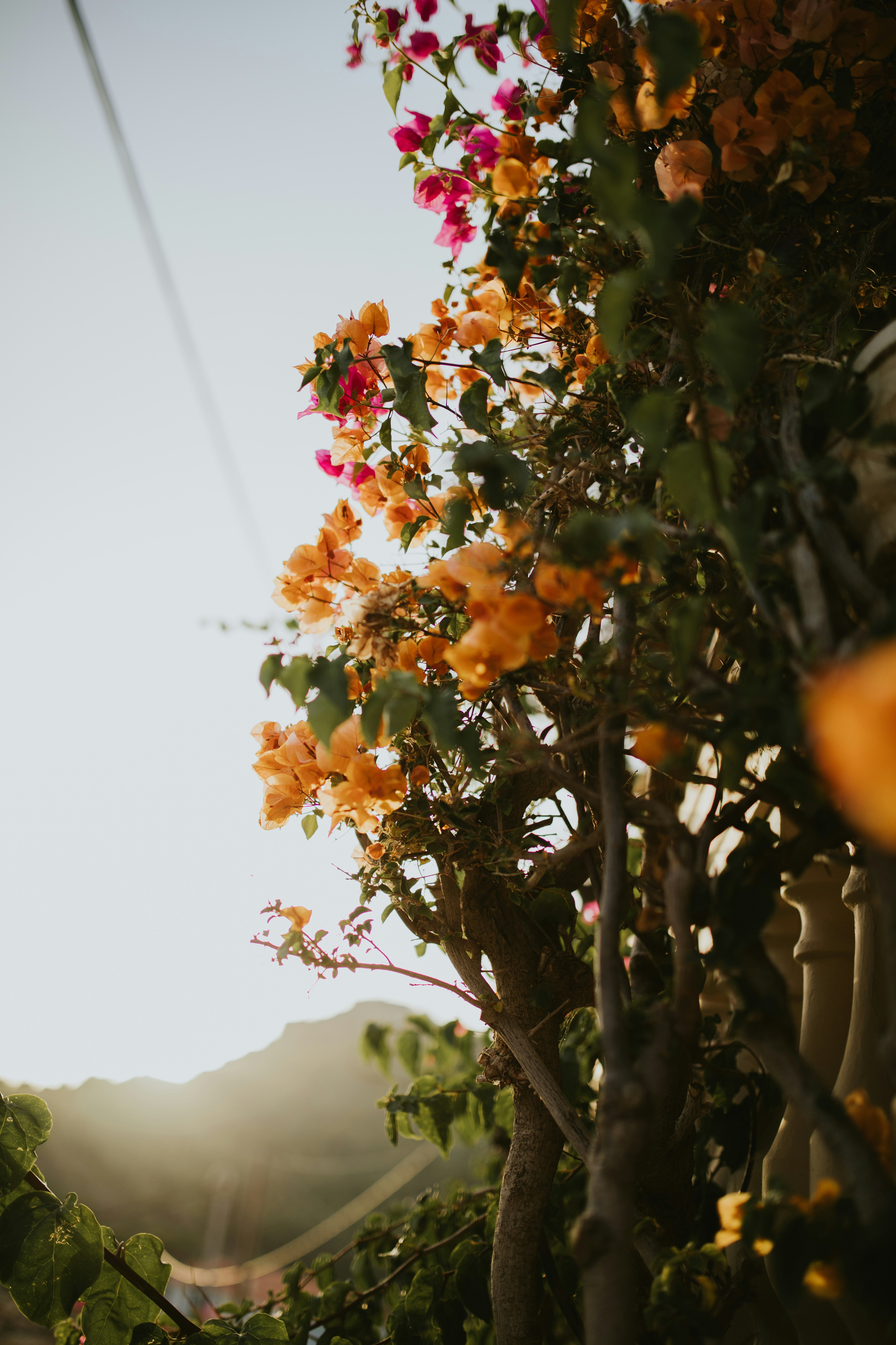 Die Sonne scheint durch die Bäume und Blumen