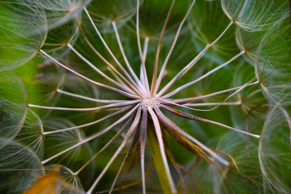 a close up view of a dandelion flower