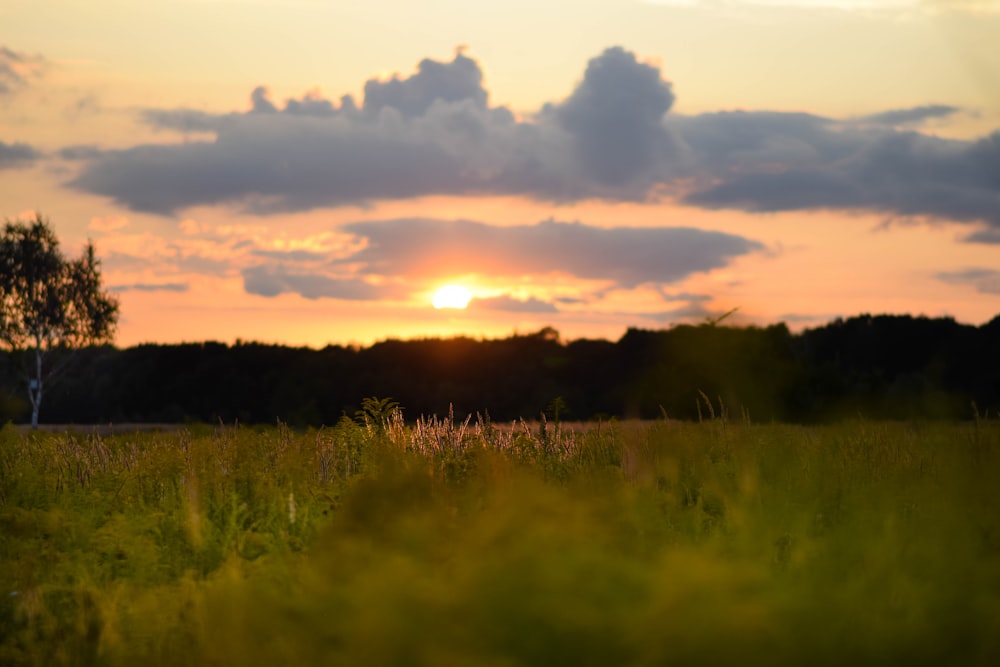 the sun is setting over a field of tall grass