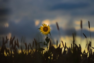 A solitary sunflower standing tall against a bleak, gray sky, its petals slightly wilted.
